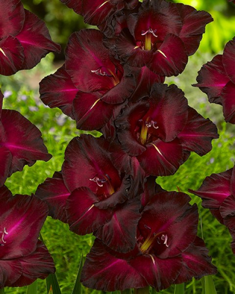 Gladiolus Black Surprise-2